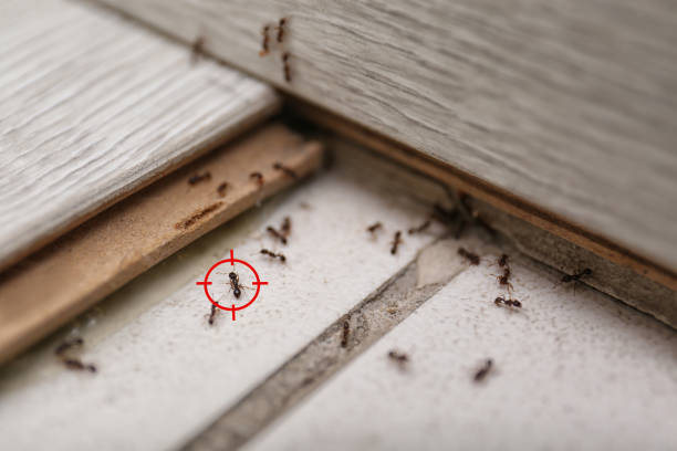Best Termite Control Services  in Palm Valley, FL