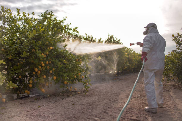 Best Bed Bug Extermination  in Palm Valley, FL